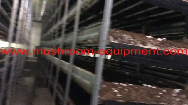 Edible fungus agaricus bisporus mushroom cultivation room for view смотреть онлайн