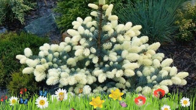 Ель колючая Биалобок ? Обзор: посадка и уход. саженцы, крупномеры ели: описание и особенности