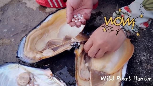 I Found Extra Large Pink Pearls. Inside A River Mussel Growing In A Lake In The Wild