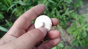 Коп на заросшем поле. #16