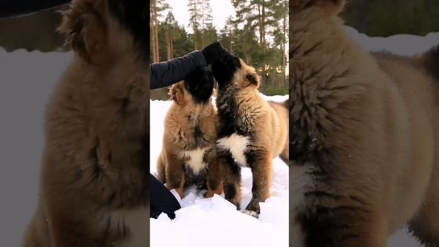 Щенки кавказской овчарки