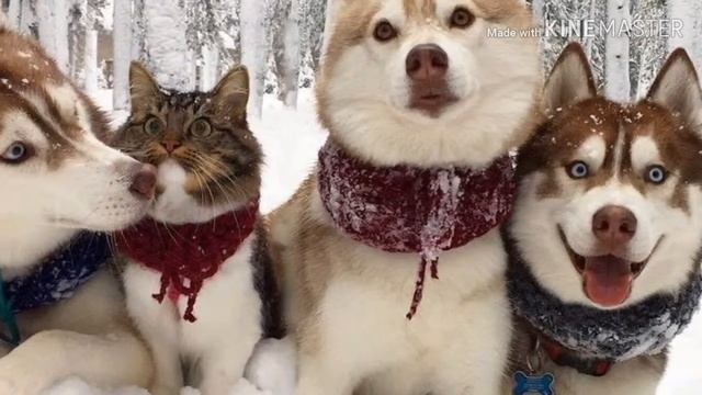 Выше носик . это видео для поднятия настроения смотреть онлайн