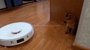 Говорящий РОБОТ-ПЫЛЕСОС-ШВАБРОИД перешёл ЧЕРТУ и атакует котёнка ЛАЗЕРОМ