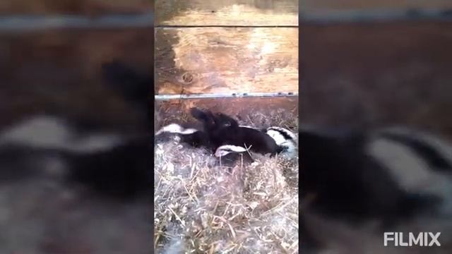 Новорожденные крольчата смотреть онлайн