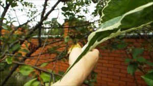 Александр Петров. Обработка вишни от монилиоза, часть 2