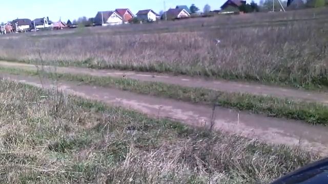 весенние любовные танцы птиц смотреть онлайн