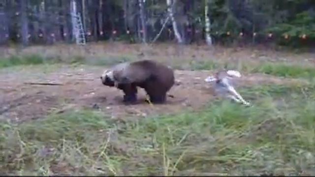 Притравка по медведю Коми.wmv смотреть онлайн