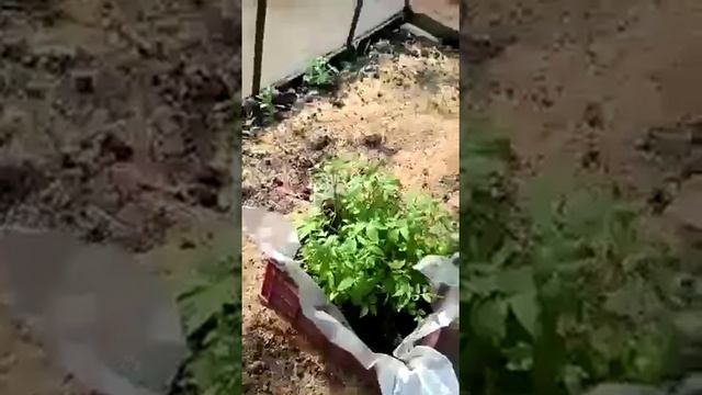 НаноКремний в Личных подсобных хозяйствах - теплицы смотреть онлайн