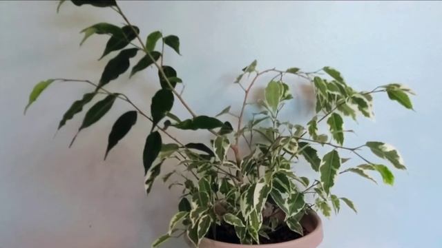 Ficus Benjamina Variegata or Weeping Fig Tree Part 01 | Plant Vlog 287 смотреть онлайн