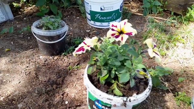 ОЧИСТКА УЧАСТКА ОТ МУСОРА/ КУПИЛА ДОМ В ДЕРЕВНЕ/ 5 июля 2022 г. смотреть онлайн