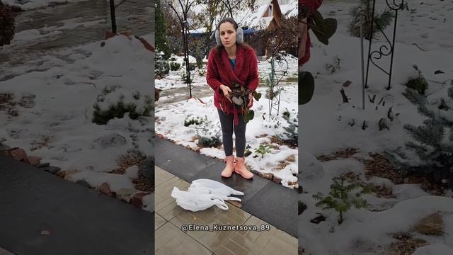 Как зимуют водные лилии. смотреть онлайн