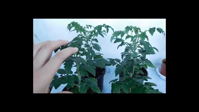 ???ТОМАТЫ КОМНАТНЫЕ ! ВЫРАЩИВАНИЕ ОТ СЕМЯН ДО ПЛОДОВ ! How to grow indoor tomatoes смотреть онлайн