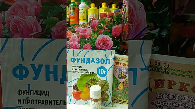 заболевания комнатных растений (пожелтение листьев, черная пятнистость, корневые гнили и др.) смотреть онлайн