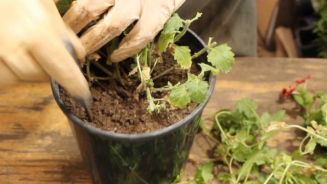 ВЕРБЕНА Empress Sun Red Вегетативная. Черенкую Ампельную, бархатисто тёмно — красную КрасоткУуу))) смотреть онлайн