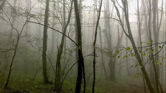 Звук дождя и пение птиц в утреннем лесу. Сочинский национальный парк смотреть онлайн