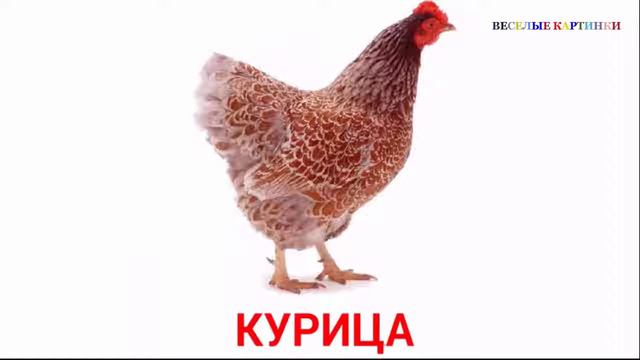 Картинки для детей. Изучаем птиц и их голоса. смотреть онлайн