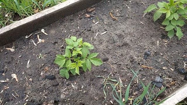 Сад посажен в 2019 году. Когда ждать урожай? Деревья и кустарники в начале мая. смотреть онлайн