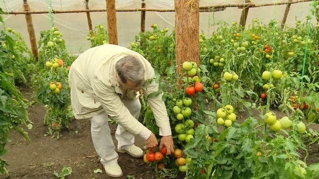 Суперпомидоры от "Садов России" смотреть онлайн