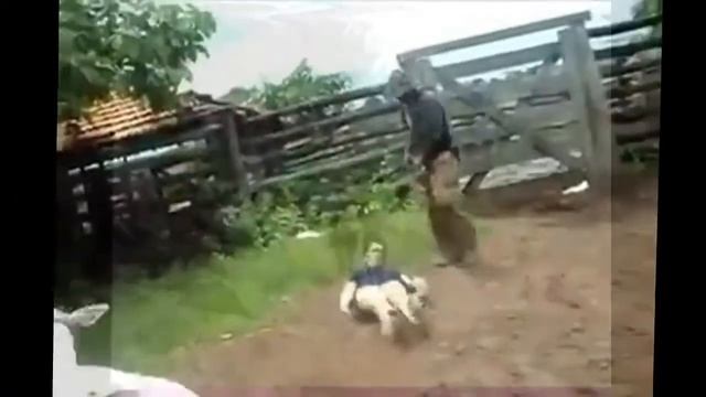 КОПЫТА В ДЕЛЕ смотреть онлайн
