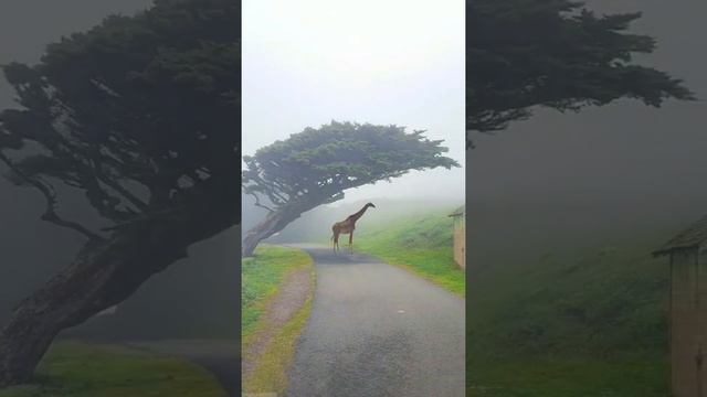 Красивые звуки природы 💕🔥 смотреть онлайн