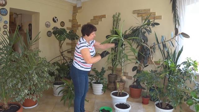 ДРАЦЕНА. Размножение растения. Посадка укоренившихся черенков. Боковые побеги драцены.