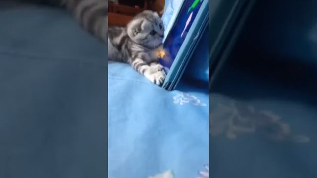 Котенок играет с планшетом смотреть онлайн