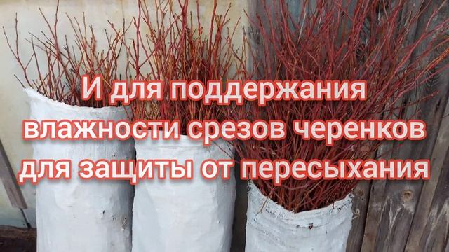 Как сохранить черенки голубики до посадки? Для чего мох сфагнум? смотреть онлайн