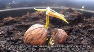 Как правильно прорастить грецкий орех в домашних условиях и пересадить его в грунт