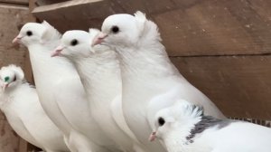 ЛЕНИНАКАНСКИЕ ГОЛУБИ. ПИТОМНИК МАРКА