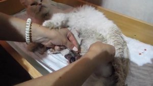 СПАСЕНИЕ КОТЯТ / Кошка НЕ ПЕРЕГРЫЗЛА ПУПОВИНУ/ ПЕРЕРЕЗАЮ ПУПОВИНУ САМА