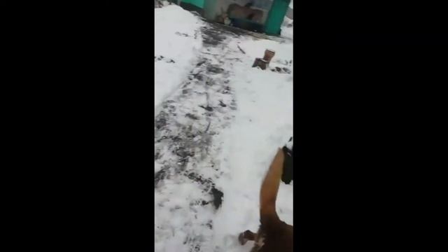 Годовалый щенок наших тувинских овчарок - 19.12.2020г. смотреть онлайн