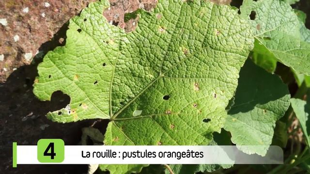 Protéger Mes Végétaux Des Maladies