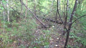 Якутия. С внуком собираем грибы.