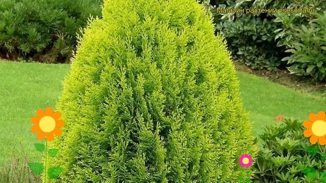 Плосковеточник восточный Ауреа. Краткий обзор, описание характеристик platycladus orientalis Aurea смотреть онлайн