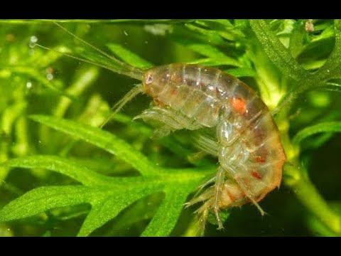 51 Тропический гаммарус доставлен, первое знакомство с рачком смотреть онлайн