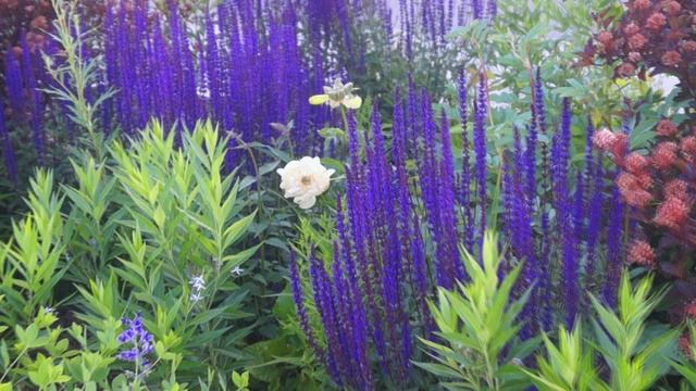 Сад смотреть онлайн