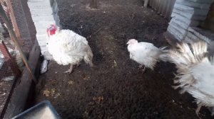 Бизнес на индюках. личный опыт. выгодно ли?