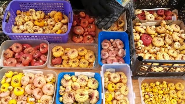 Луковицы гладиолусов. Смесь сортов. Весна 2018 года. смотреть онлайн