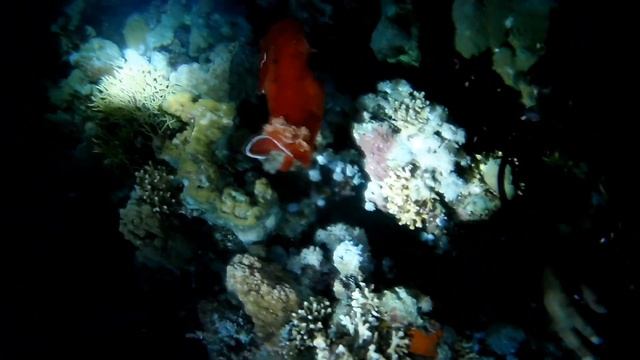 Ночной дайвинг Египет. Моллюск испанский танцор. Ночные цветы. смотреть онлайн