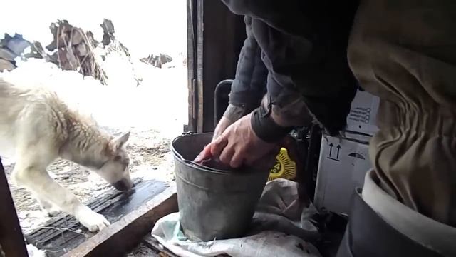 6 Часть . Промысел в тайге 2015! Рыбалка и охота. смотреть онлайн