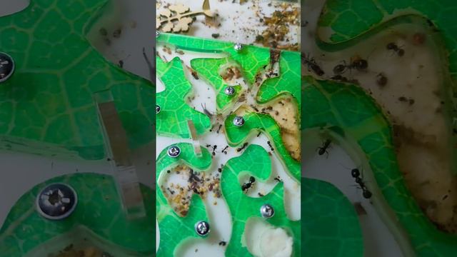 уховертка вс муравьи мессор структор смотреть онлайн