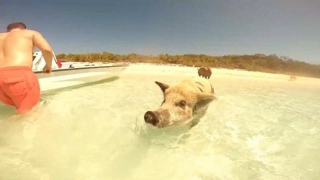 Pig Island in the Bahamas смотреть онлайн