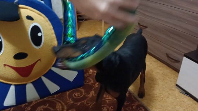 злой доберман рвет змею игрушку смотреть онлайн