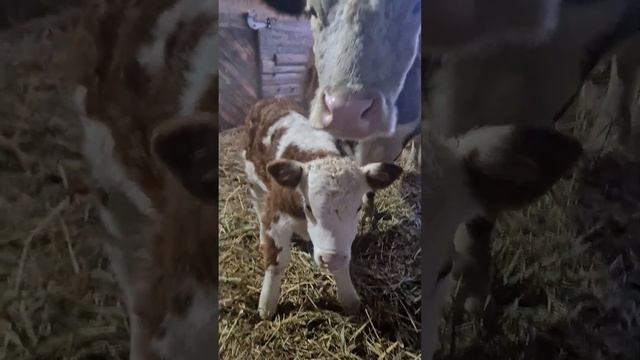 телята герефорд) смотреть онлайн