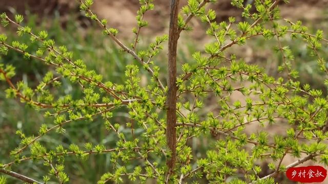 HUGE CARP Fish With HALF PIG, Enjoy Two Flavors At Once! | Uncle Rural Gourmet