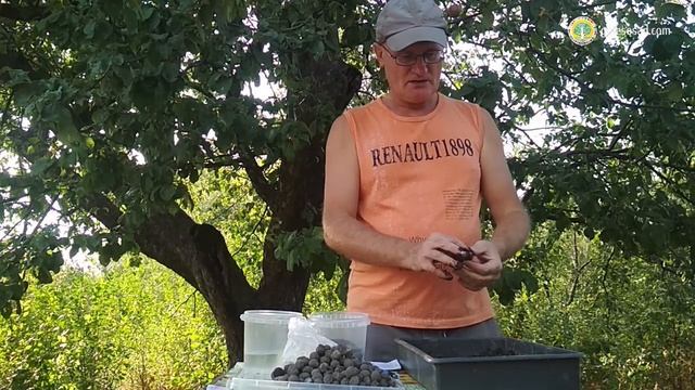 КАК СДЕЛАТЬ СЕМЕННЫЕ БОМБЫ (SEED BOMBS) смотреть онлайн