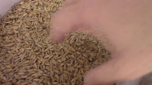 Очередной ОВСЯНЫЙ СТАУТ! На этот раз получилось!) смотреть онлайн