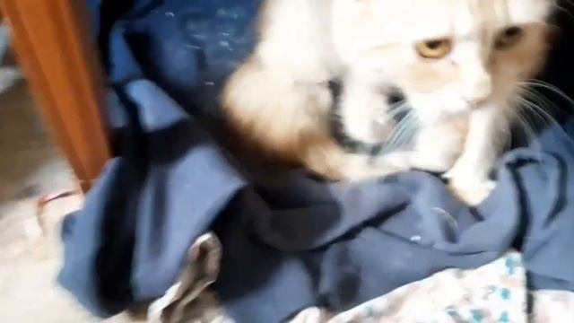 Поспела клубника?, теплица, помидоры?. С помощью рисования нашла ответ. смотреть онлайн