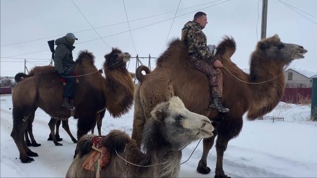 Обучение верблюда на верблюжьем острове