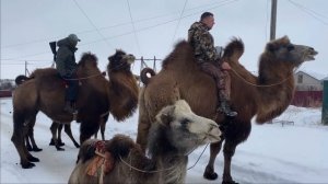 Обучение верблюда на верблюжьем острове